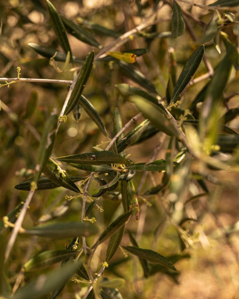 Dettaglio pianta ulivo